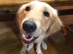 いつもニコニコ陽気でプラス思考　ゴールデンの「央米」