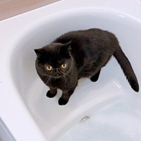 シャンプー前、浴槽にたたずむかげちゃん（画像提供：こてつくんとかげつちゃん）