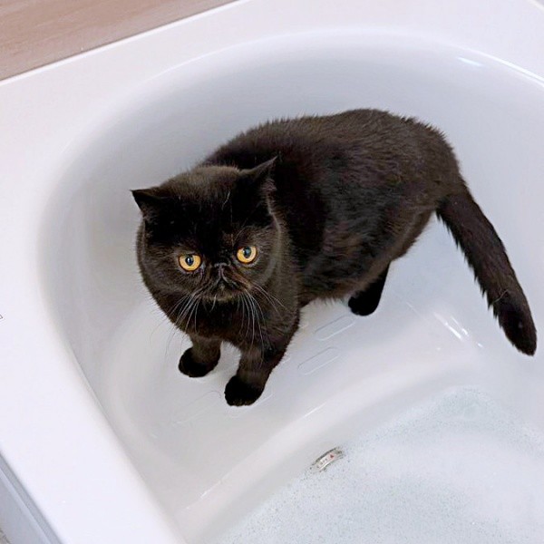 シャンプー前、浴槽にたたずむかげちゃん（画像提供：こてつくんとかげつちゃん）