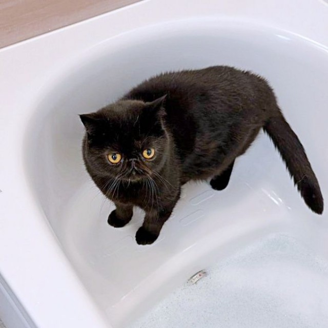 シャンプー前、浴槽にたたずむかげちゃん（画像提供：こてつくんとかげつちゃん）