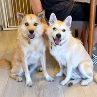 仲良しショット！ 寄り添って写真におさまるココアくん（左）とパフィちゃん。（右）（画像提供：誠樹ナオさん）