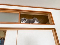 くうすけくんももしかして降りられない、、？（提供：せこなおさん）