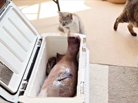 物言いたげに飼い主さんを見上げるくうちゃん（画像提供：無重力猫ミルコのお家さん）