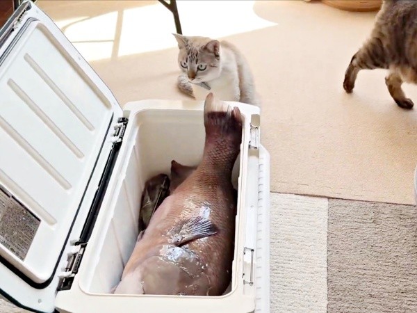 物言いたげに飼い主さんを見上げるくうちゃん（画像提供：無重力猫ミルコのお家さん）