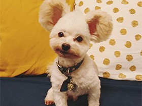 車でお出かけするの大好き　ミックス犬の「真魚」