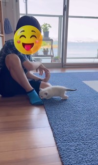 子猫のナナちゃんと遊ぶ息子さん／江口 めぐみさん（am_nana77）提供
