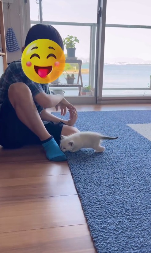 子猫のナナちゃんと遊ぶ息子さん／江口 めぐみさん（am_nana77）提供