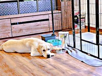 「ボタン押してるよ…」 しょんぼりするテリーくん（画像提供：テリー ラブラドールさん）