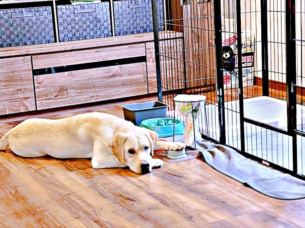 「ボタン押してるよ…」 しょんぼりするテリーくん（画像提供：テリー ラブラドールさん）