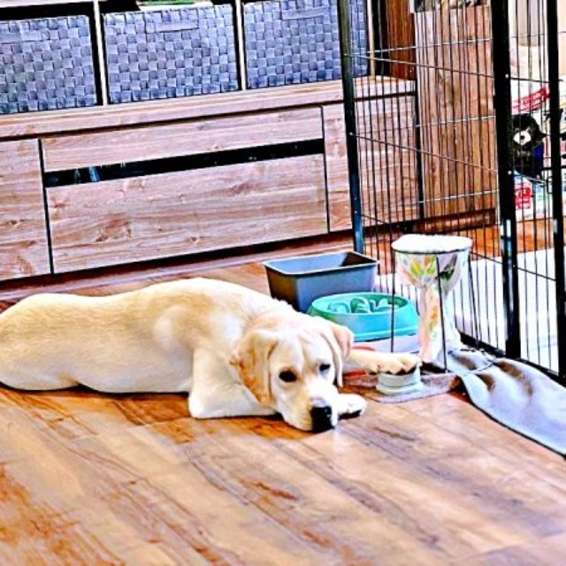 「ボタン押してるよ…」 しょんぼりするテリーくん（画像提供：テリー ラブラドールさん）