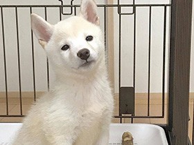 カメラに向かって決めポーズ！　フライングお手が得意な柴犬「雪海」