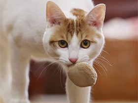 「コラ」、パフ持ち出してきたな　家に笑いをもたらす猫