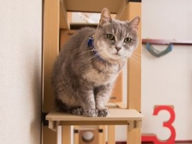 おしゃれな紙製のキャットウォーク　ヒントは実家の猫だった