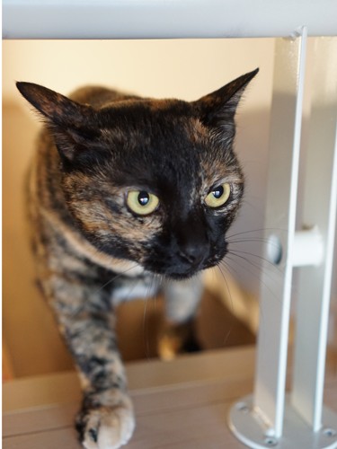 ロフトにあがってきたところ