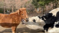 自分のことを「ウマ」だと思っている「ウシ」もいます。／六甲山牧場　公式Xより