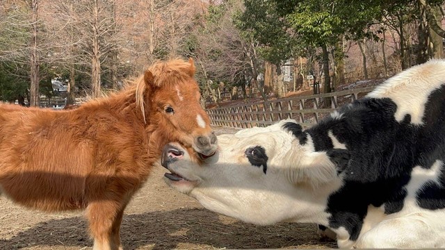自分のことを「ウマ」だと思っている「ウシ」もいます。／六甲山牧場　公式Xより