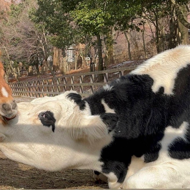 自分のことを「ウマ」だと思っている「ウシ」もいます。／六甲山牧場　公式Xより