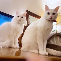 兄弟仲良く同じポーズ！ レオちゃん（左）とミルちゃん（右）（画像提供：はんびらミルとおとろレオさん）