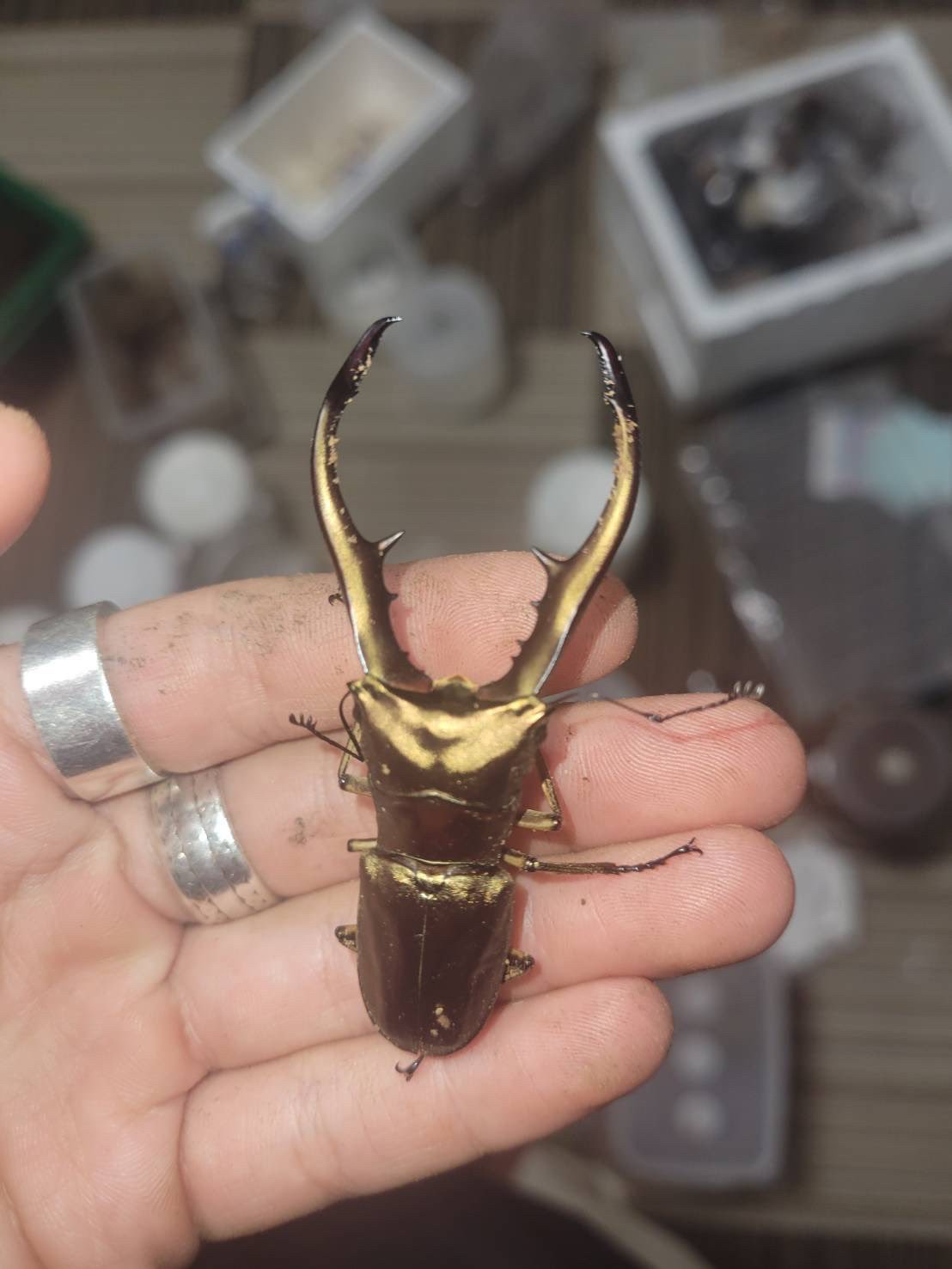 ホンモノ 超合金 飼っていたクワガタが産卵 育てて孵化したら 金色に 昆虫国宝 と驚きの声続々 まいどなニュース