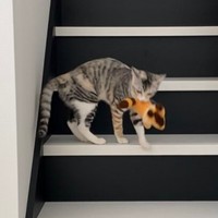 ぬいぐるみをくわえるテトちゃん（画像提供：テト(バステト女神)と私さん）