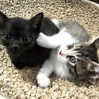 ヨルイチくん（左）は推定2023年3月末生まれ。3兄弟です