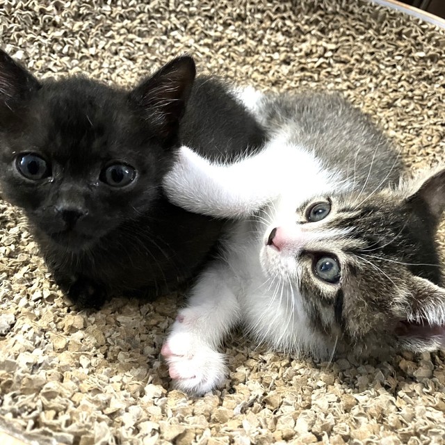 ヨルイチくん（左）は推定2023年3月末生まれ。3兄弟です