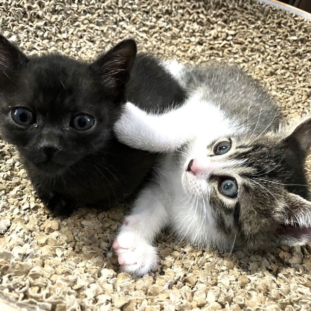 ヨルイチくん（左）は推定2023年3月末生まれ。3兄弟です