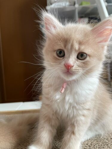 家にきたころの「四葉（よつば）」