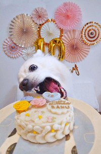 2025年の誕生日もこの通り。大きなお口でケーキにかぶりつく楽くん（画像提供：くーさんママさん）