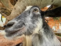 ヤギのキャサリン（長崎バイオパーク提供）