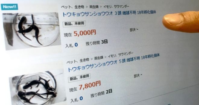 Online sales exacerbate threat to endangered species in Japan