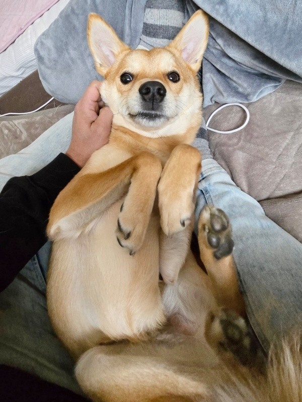 へそ天になってくつろぐ虎徹くん（画像提供：虎徹さん）