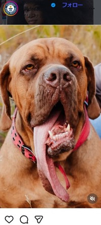 ギネス記録のインスタグラム＠guinnessworldrecordsより