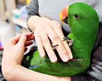 飼い主さんに抱っこされてくつろぐオオハナさん（画像提供：ゴンさん）