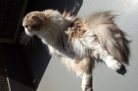 好き嫌いなく食べる子。大好物は、いちごだった