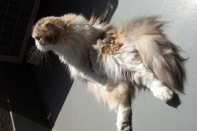 好き嫌いなく食べる子。大好物は、いちごだった