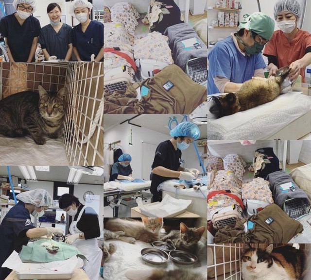 猫の避妊・去勢手術で殺処分を減らしたい…（NPO法人カゾック提供）