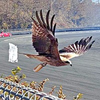 パンを奪ったトンビ。一瞬の出来事でした（画像提供：駄無〜んCHANNELさん）