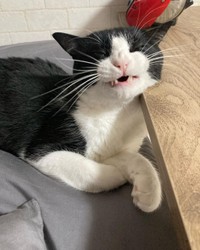 大きなあくびしたら気持ちよかったにゃ