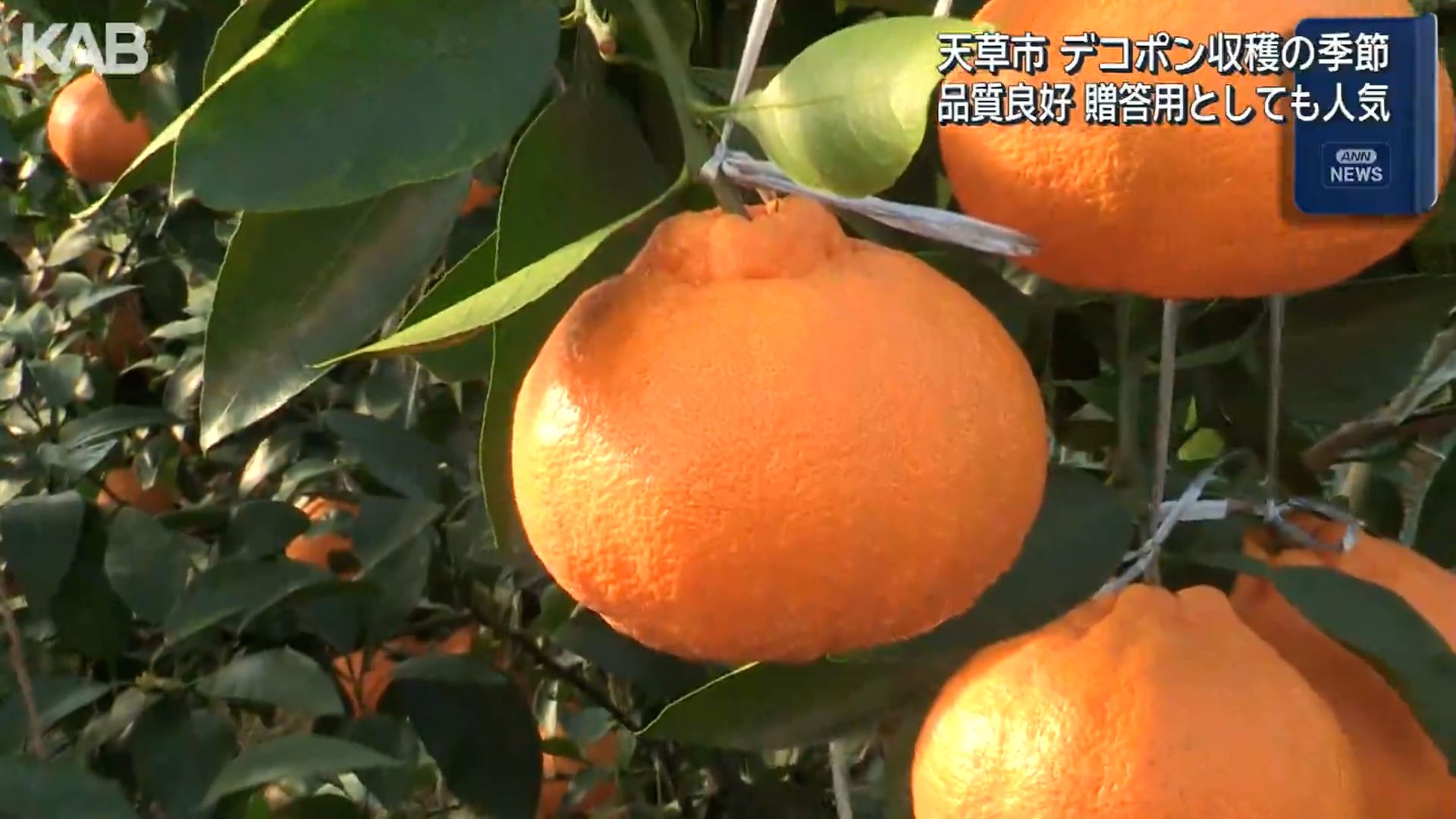 贈答用としても人気！天草産デコポンの収穫が本格化（1） | KAB ONLINE