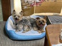 7月21日に撮影された写真には、2匹が穏やかに並んで座る姿が！（飼い主さん提供）