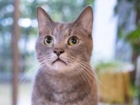 おもちゃに興味津々で目がまん丸に！　妹猫と大の仲良し、ミックス猫の「なつ」