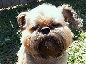 お風呂上がりにうとうと　ブリュッセルグリフォンの「チューイ」