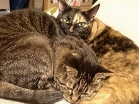 「ねこのための音楽」に飼い猫の反応は……スヤスヤ？ドタバタ？