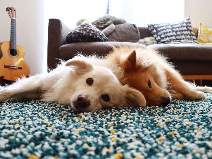 体重では大吉を超える