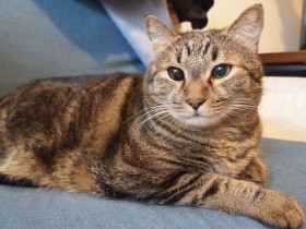 帰宅中に出会ったガリガリの子猫　体も心もビッグに成長、猫たちの「父ちゃん」に