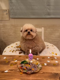 9歳おめでとう！（画像提供：ごつもりプードルさん）