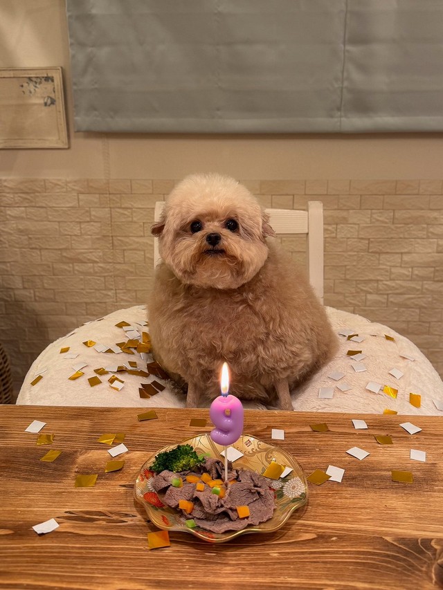 9歳おめでとう！（画像提供：ごつもりプードルさん）