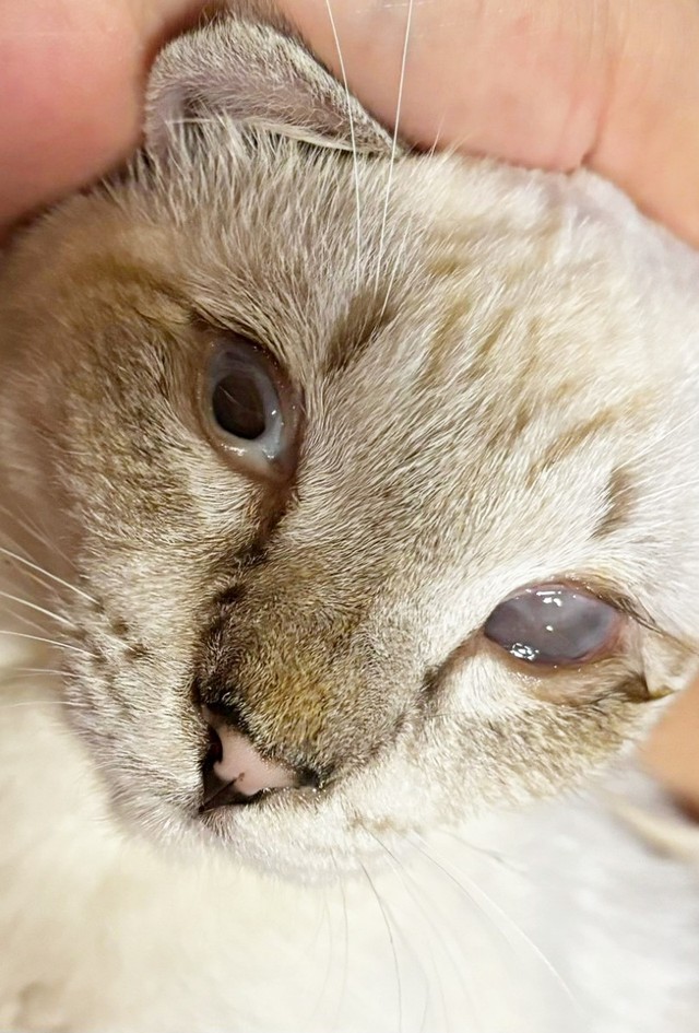 1歳になったサムくん（画像提供：またまた一匹増えて五猫（ｺﾞﾆｬﾝ）のぱぱになりました。）