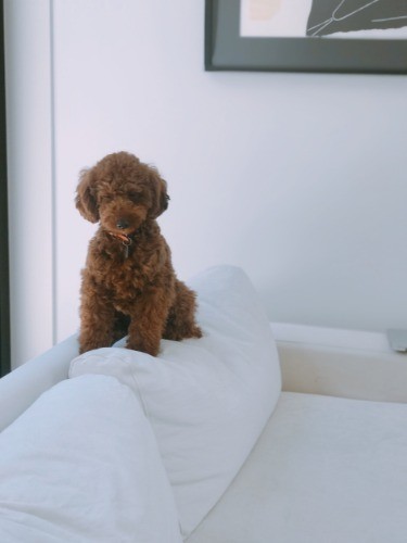 ソファの背もたれでうとうと中